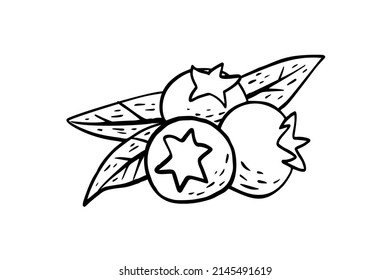 Esbozo sencillo dibujado a mano de arándanos exóticos y brillantes aislados en un fondo blanco. Ilustración del vector EPS10