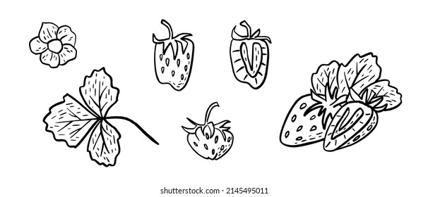 Esbozo simple dibujado a mano de fresas maduras brillantes aisladas en fondo blanco. Ilustración del vector EPS10