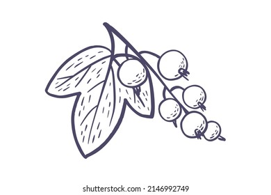 Simple hand drawn sketch of bright ripe black currants isolated on white background. Vector illustration EPS10
