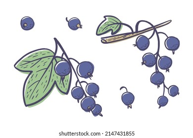Simple hand drawn sketch of bright ripe black currants isolated on white background. Vector illustration EPS10