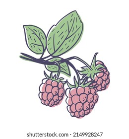 Simple hand drawn sketch of bright ripe raspberries isolated on white background. Vector illustration EPS10