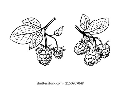 Simple hand drawn sketch of bright ripe raspberries isolated on white background. Vector illustration EPS10