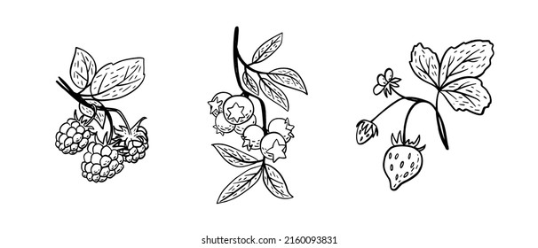 Simple hand drawn sketch of bright ripe berries (blueberry, raspberry, strawberry) isolated on white background. Vector illustration EPS10