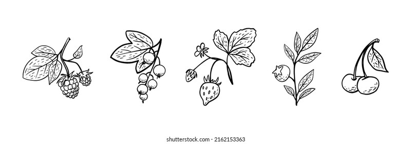 Einfache, handgezeichnet gezeichnete Skizze von hellreifen Beeren (schwarzer Johannisbeeren, Blaubeere, Himbeere, Erdbeere und Kirschen) einzeln auf weißem Hintergrund. Vektorgrafik EPS10
