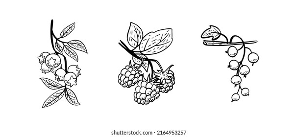 Simple hand drawn sketch of bright ripe berries (blueberry, raspberry, black currant) isolated on white background. Vector illustration EPS10