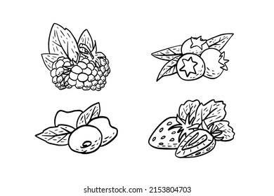 Simple hand drawn sketch of ripe berries (raspberry, blueberry, cherry, strawberry) isolated on white background. Vector illustration EPS10