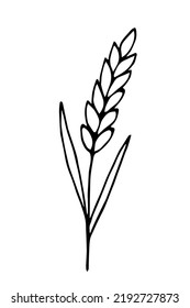 Simple hand drawn vector drawing in black outline. Spikelet of wheat. Cultivation of grain crops. For printing, logo, labels of flour products. Baking and bread. Ink sketch.