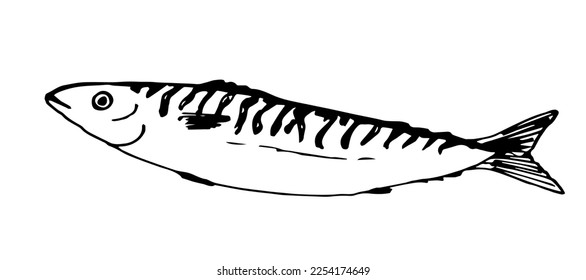 Dibujo simple de vector dibujado a mano en contorno negro. Pescado de caballa marina aislado en fondo blanco. Ingrediente, menú, etiqueta.