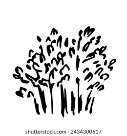 Simple hand drawn vector drawing with black outline. Deciduous shrub, bush. Vegetation and nature, forest and garden plants.  Sketch in ink.