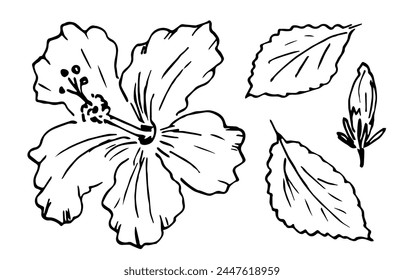 Simple hand drawn vector drawing with black outline. Set of floral elements, nature. Hibiscus flower, Chinese rose, leaves. Red karkade tea.