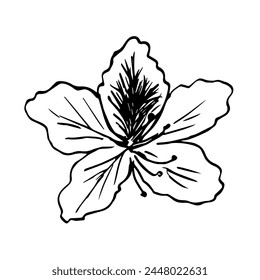 Simple hand drawn vector drawing with black outline. Bauhinia flower, blooming tropical plants, orchid. Sketch in ink