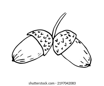 Simple hand drawn vector illustration black outline. Two acorns isolated on white background. Autumn oak seeds. Ink sketch.