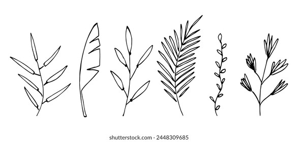 Simple hand drawn vector illustration with black outline. Set of tropical leaves, branches and plants. Nature and vegetation. Sketch in ink.