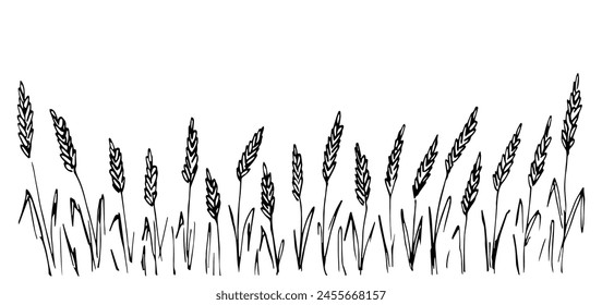 Simple hand drawn vector illustration with black outline. Wheat field, lawn, border cereal plants. Flour products, pasta. Sketch in ink.
