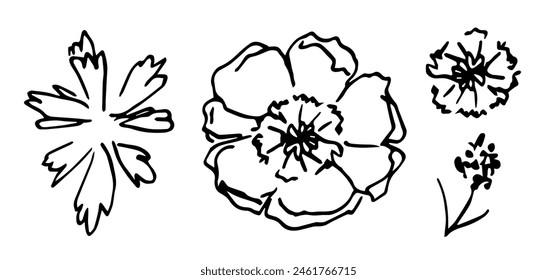 Simple hand drawn vector illustration with black outline. Anemone flower, poppy, leaves, twig. Flower set, ink sketch. Nature and vegetation.