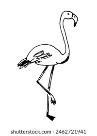 Simple hand drawn vector illustration with black outline. Flamingo bird, nature and animals, ornithology. Sketch in ink.