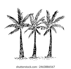 Simple hand drawn vector illustration with black outline. Three palm trees in the sand, tropical plants, nature and vegetation. Sketch in ink.