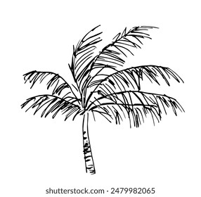 Simple hand drawn vector illustration with black outline. Palm tree, tropical nature, lush foliage, leaves. Summer holiday, nature. Sketch in ink.