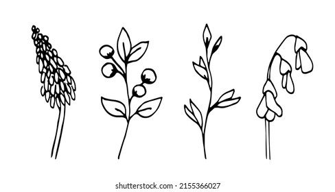 Simple hand drawn vector set. Flowers on the stem, branches, inflorescences. Lupine, bluebells. Floral elements, leaves. Black outline drawing, ink sketch.