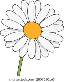 Simple Hand Drawn White Daisy Flower With Yellow Disk Blooming Alone on Isolated Clean Bright Background