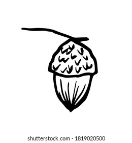 Esbozo simple de vector blanco y negro dibujado a mano. Acorn, semillas de roble, plantas forestales, plantas. Para impresiones de etiquetas, elemento de la naturaleza.