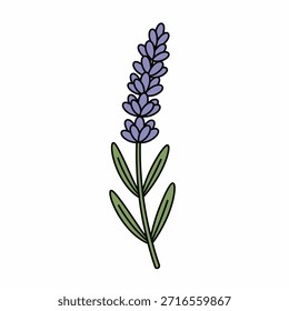 Una ilustración simple y dibujada a mano de un solo tallo de lavanda con flores púrpuras vibrantes y hojas verdes delgadas sobre un fondo blanco.