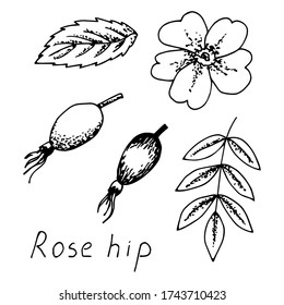 Simple hand-drawn ink vector drawing. Wild rose hip plant, fruits, branch, leaf, flower. Elements of nature. Set for product labels, stickers.