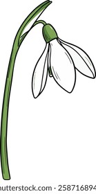 Simple Hand-drawn Snowdrop with Drooping Flower Head