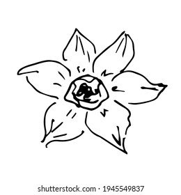 Simple hand-drawn vector black outline doodle style drawing. Narcissus flower isolated on white background. For spring summer seasonal design. Ink sketch.