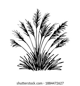 Simple hand-drawn vector drawing in black outline. Pampas grass bush isolated on white background. Reed, wild plant, landscape, nature.