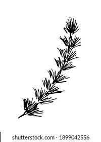 Simple hand-drawn vector drawing in black outline. Young larch tree twig, branch isolated on white background. Coniferous branch.