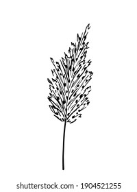 Dibujo simple de vector a mano en contorno negro. Inflorescencia, panícula de pampas, flores secas, cañas. Para el diseño boho.