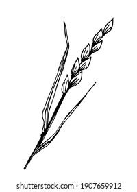 Simple hand-drawn vector drawing in black outline. Spikelet of wheat, cereals, organic farm products. Pastries, baked goods, pasta, bread. For packaging design, labels.