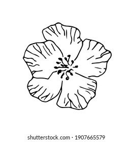 Simple hand-drawn vector drawing in black outline. Sakura flower isolated on white background. Spring bloom. For prints, labels, cosmetics, postcards design.