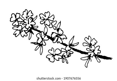 Simple hand-drawn vector drawing in black outline. Blossoming branch of fruit tree isolated on white background. Sakura, flowers for spring decoration of cards, invitations, label.