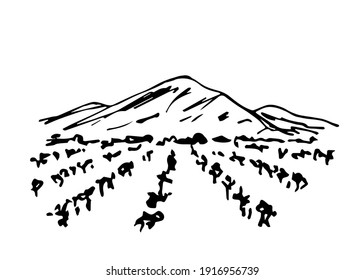 Simple hand-drawn vector drawing in black outline. Farming fields, organic cultivation, rows of vines, vineyard. For labels, wine drinks. Landscape, mountains on the horizon, nature, countryside.