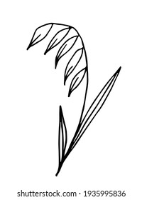 Simple hand-drawn vector drawing in black outline. Spikelet of oats isolated on white background. Cereal crops, flour products, oatmeal. For labels, packaging. Ink sketch.
