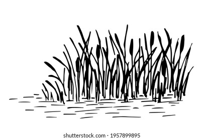 Simple hand-drawn vector drawing in black outline. Lake shore, reeds, calm water, river plants, swamp. Nature, wild landscape, duck hunting, fishing.