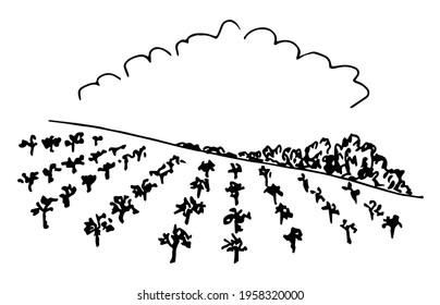 Simple hand-drawn vector drawing in black outline. Rows of vines on the slope, cloud frame, place for a title. Organic cultivation, farm fields, vineyard. Rural landscape, agricultural plants.
