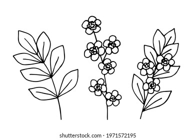 Simple hand-drawn vector drawing in black outline. A set of flowering branches, foliage, delicate twigs. For prints, design of invitation cards, spring-summer season.