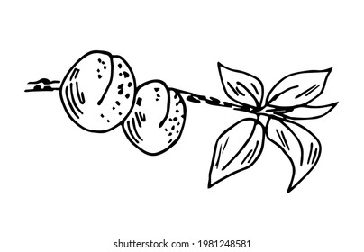 Dibujo simple de vector a mano en contorno negro. Rama con albaricoques y hojas. Plantas de jardín estacionales, frutas. Jugo, ingrediente de mermelada, etiqueta y envasado. Esbozo de tinta.