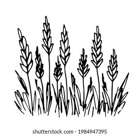 Simple hand-drawn vector drawing in black outline, in engraving style. Wheat ears, cereal plants, farm field. Cultivation of agricultural crops. Seasonal harvest. Ink sketch.