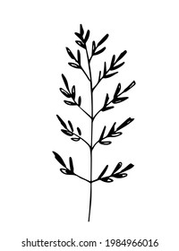 Simple hand-drawn vector drawing in black outline. Wild plant, steppe grass, fawn flowers. Branch isolated on white background. Ink sketch.