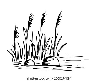 Simple hand-drawn vector drawing in black outline. Lake shore, reeds, stones in the water, bumps, swamp. Nature, landscape, duck hunting, fishing. Ink sketch.
