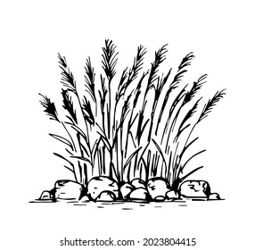 Simple hand  drawn vector drawing in black outline  Lake shore  river  Reeds  stones in the water  swamp  Nature  landscape  duck hunting  fishing  Ink sketch 