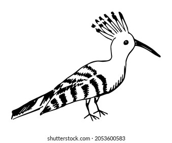 1,478 Hoopoe drawing Images, Stock Photos & Vectors | Shutterstock