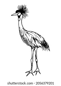Dibujo simple de vector a mano en contorno negro. Grúa coronada al este. Vida silvestre, pájaros, ornitología. Zoo. Esbozo de tinta.