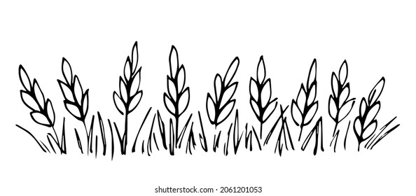 Simple hand-drawn vector drawing in black outline. Wheat ears, cereal plants, farm field. Cultivation of agricultural crops. Seasonal harvest, banner for labels of flour products. Ink sketch.