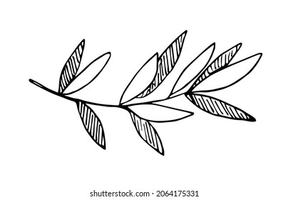 Simple hand-drawn vector drawing in black outline. Branch with leaves isolated on white background. Ink sketch.