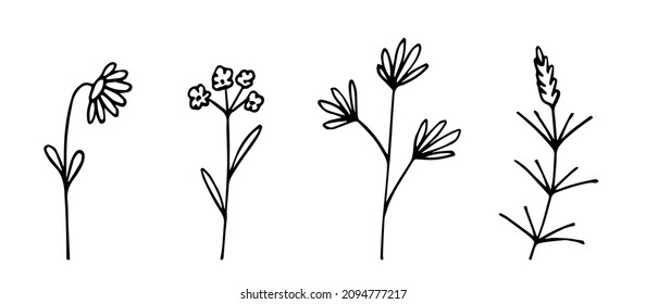 Simple hand-drawn vector drawing in black outline. Wildflowers, leaves, twigs, chamomile. Long stem, plants. Ink sketch.